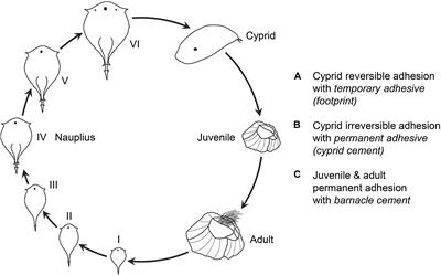 Biochemistry of Barnacle Adhesion: An Updated Review